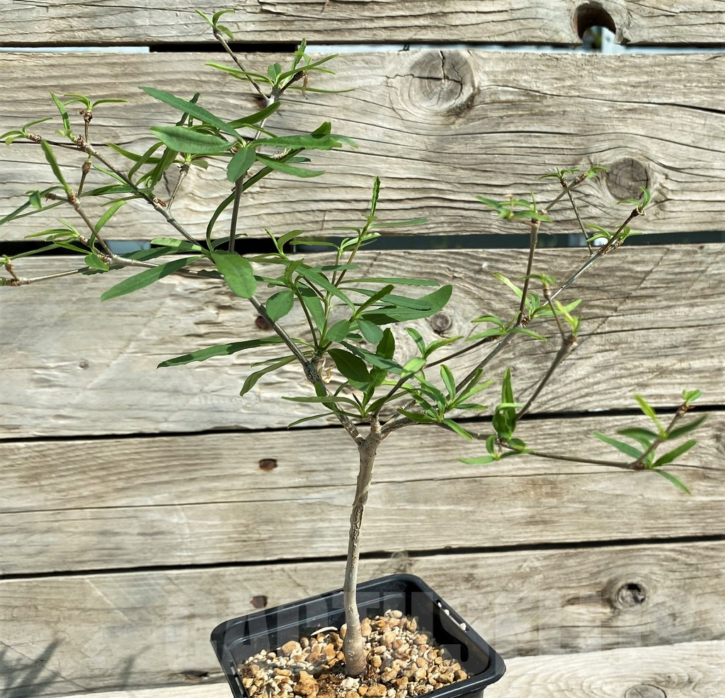 SH6364 Euphorbia hedyotoides - Image 2