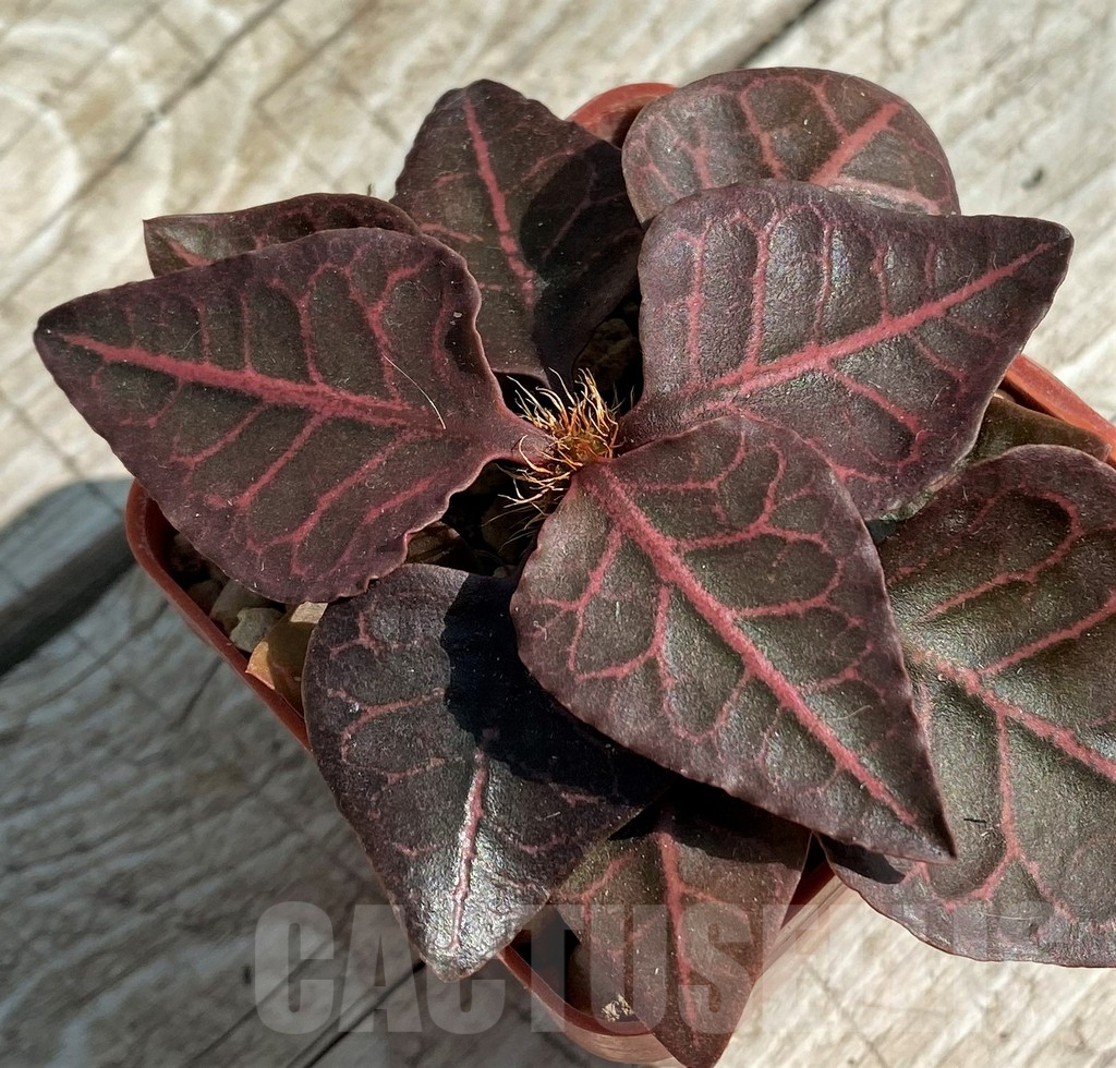 SH6263 Euphorbia francoisii hybrid - immagine 2