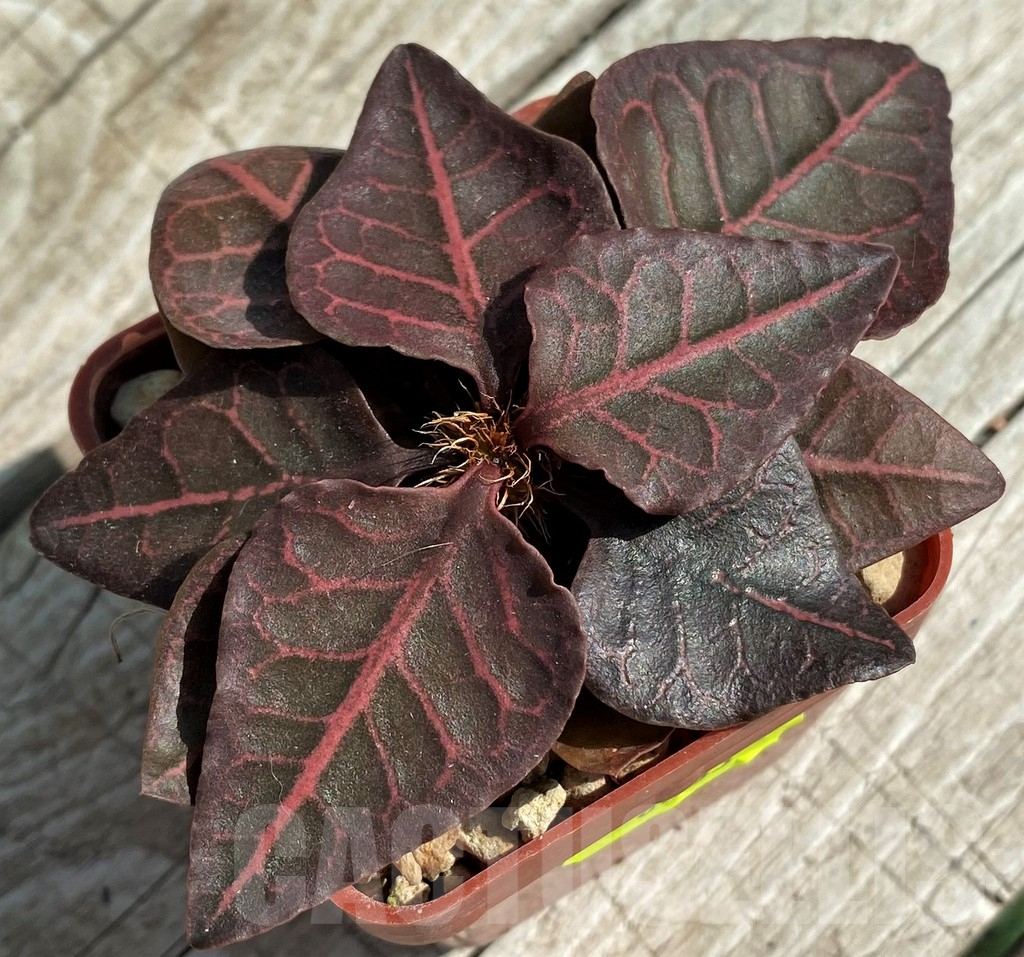 SH6263 Euphorbia francoisii hybrid