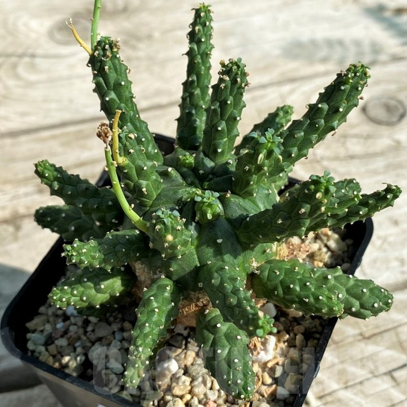 SH15313 Euphorbia gamkaensis