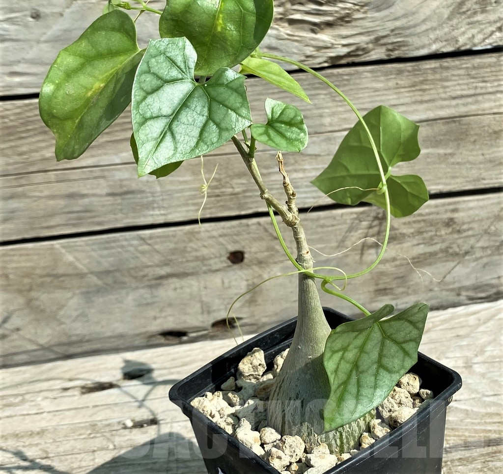 SH15317 Gerrardanthus macrorhizus