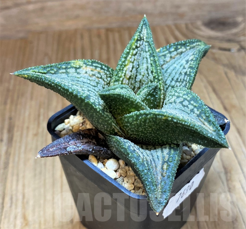 SH7690 Haworthia 'Kintaikyo' f. variegata - Image 2