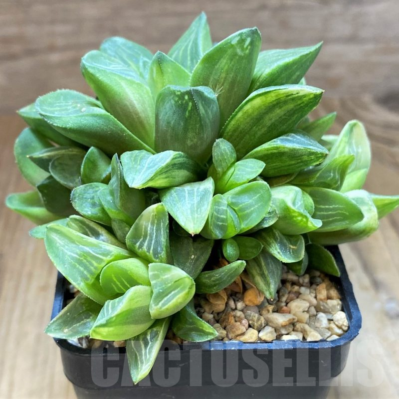 SH7696 Haworthia retusa f. variegata