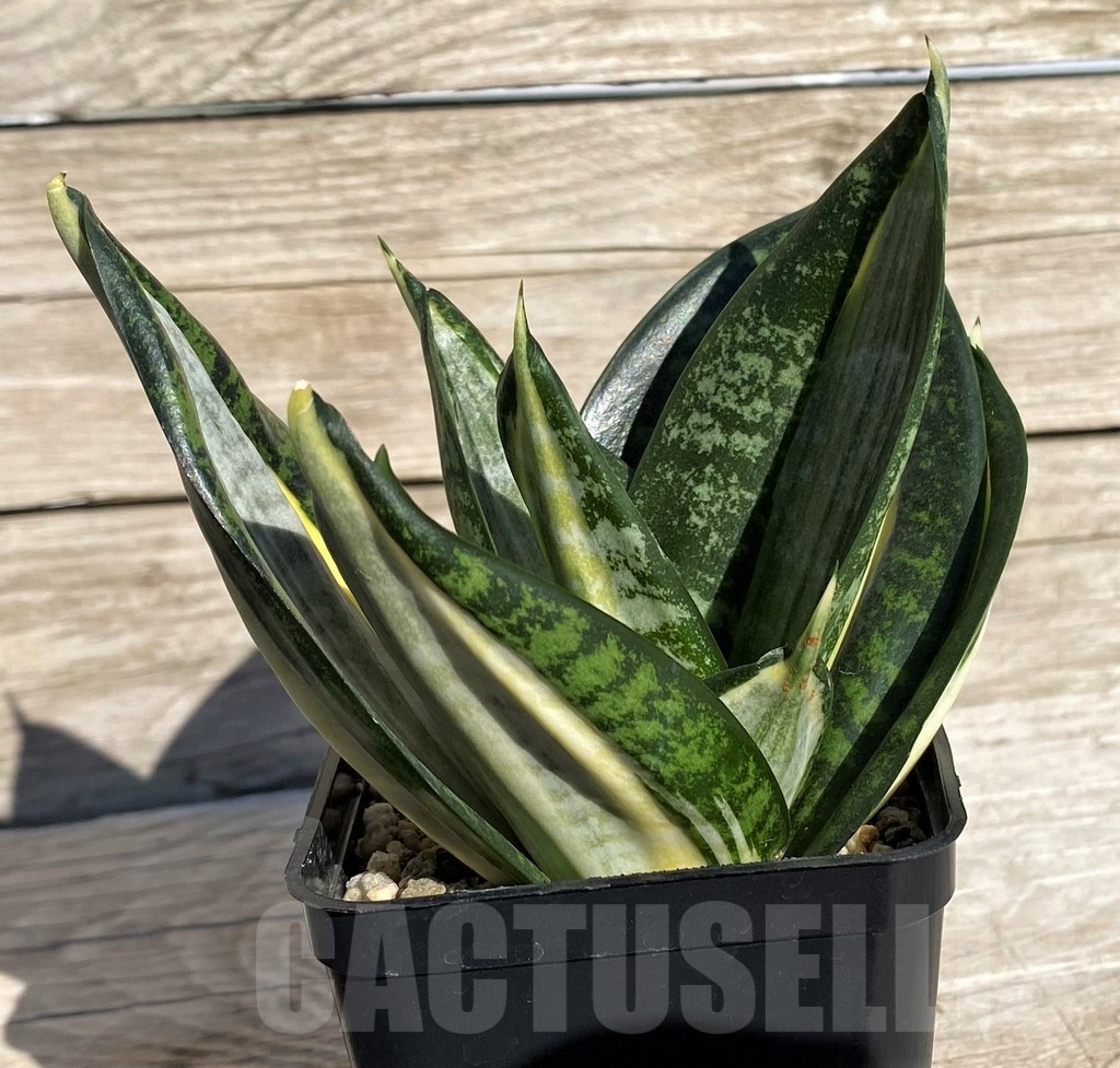 SH20267 Sansevieria 'Hahnii zebra' - Image 3