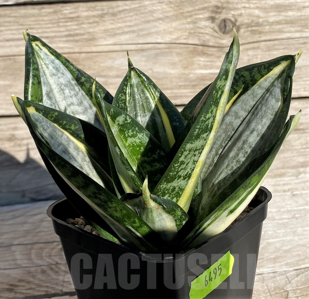 SH20267 Sansevieria 'Hahnii zebra' - Image 2