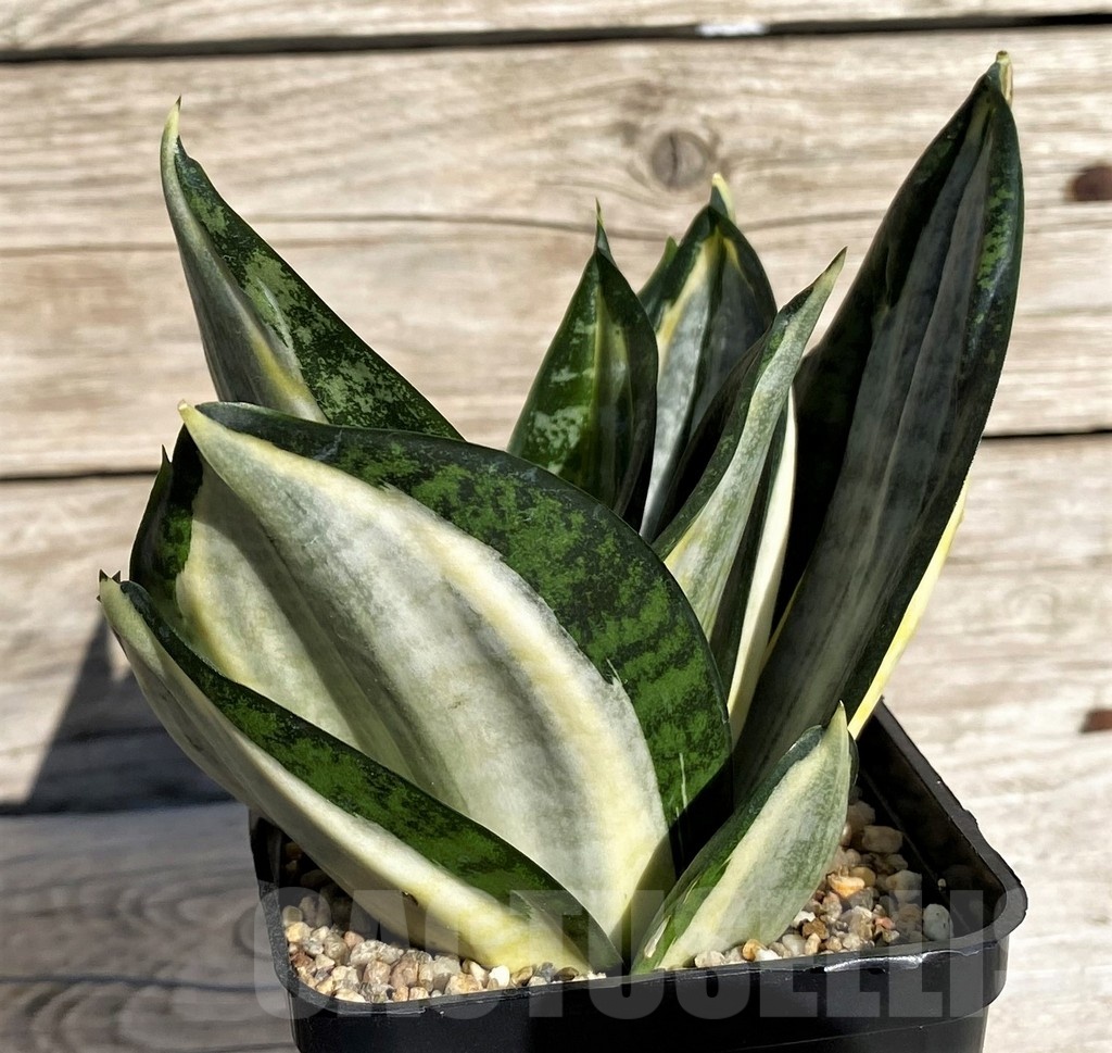 SH20267 Sansevieria 'Hahnii zebra'