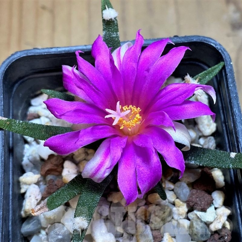 SH8131 Ariocarpus agavoides