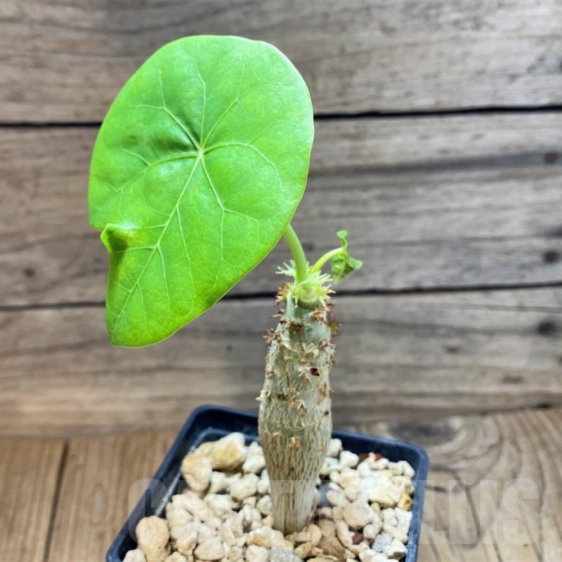 SH7108 Jatropha podagrica, Yellow flowers
