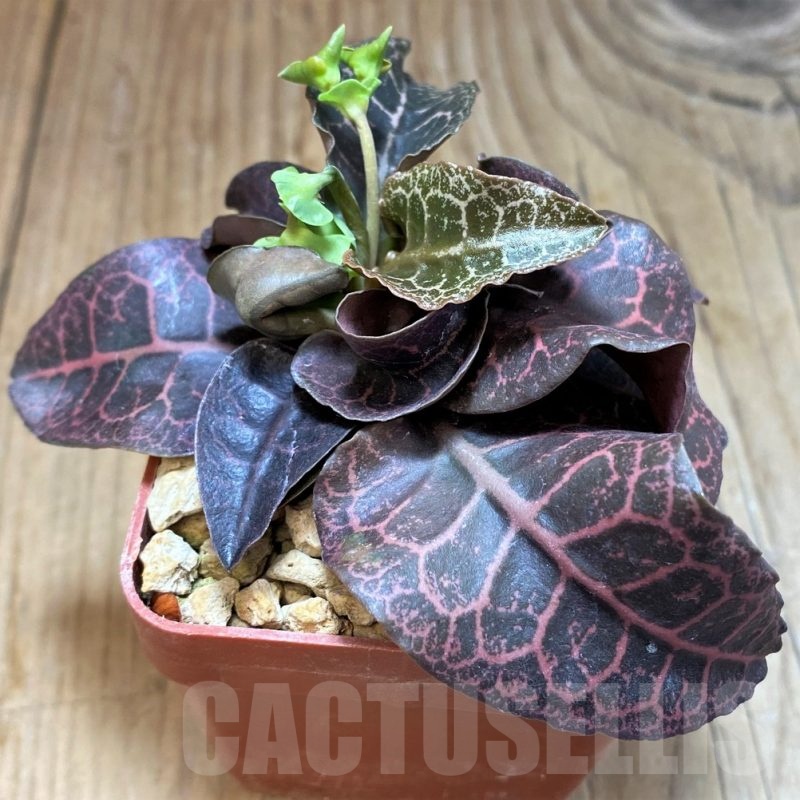 SH6604 Euphorbia francoisii hybrid