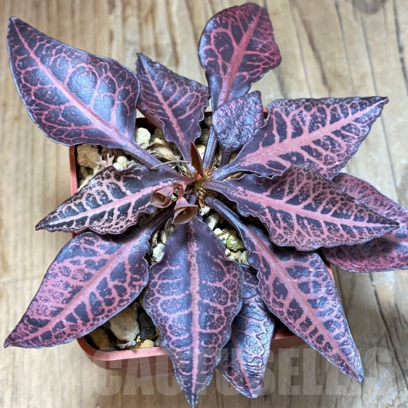 SH6599 Euphorbia francoisii hybrid