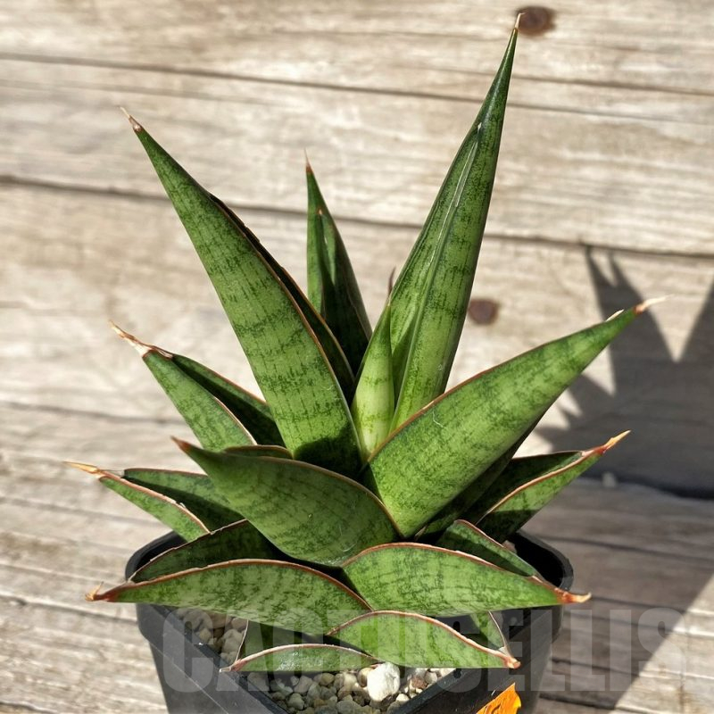 SH1585 Sansevieria 'Rockman'