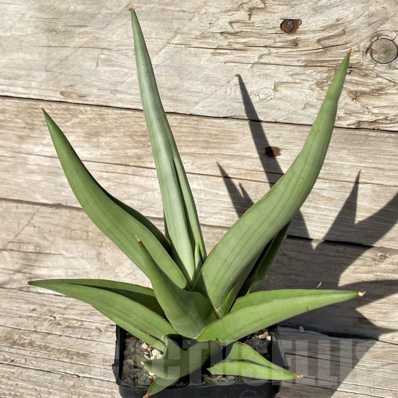 SH6491 Sansevieria hybrid 'Chanin'