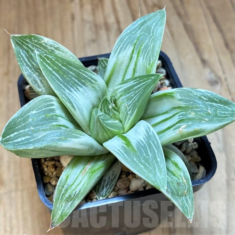 SH6811 Haworthia retusa 'Milky Way'