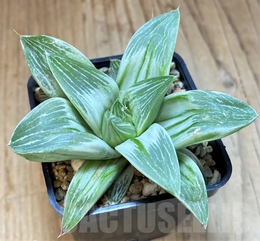 SH6811 Haworthia retusa 'Milky Way'