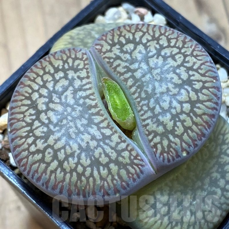SH7559 Lithops aucampiae 'Red Daniels Kuil'
