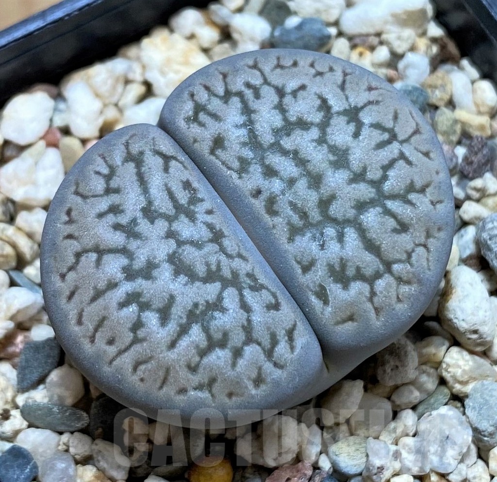 SH8146 Lithops Hookeri 'Susannae' C91