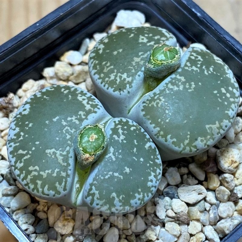 SH7729 Lithops lesliei v. venteri