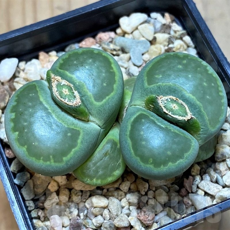SH8154 Lithops salicola ‘Malachite’