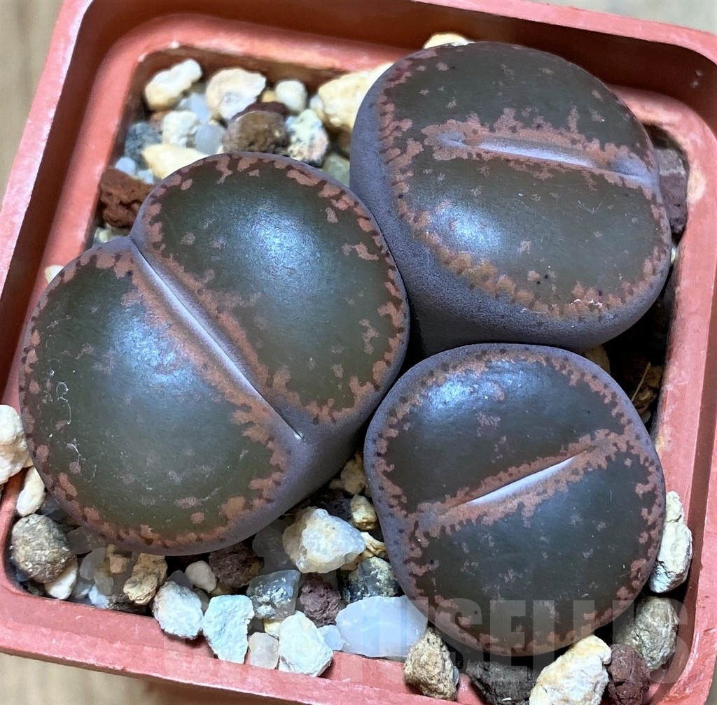 SH6863 Lithops aucampiae C332, ex MG1546.4