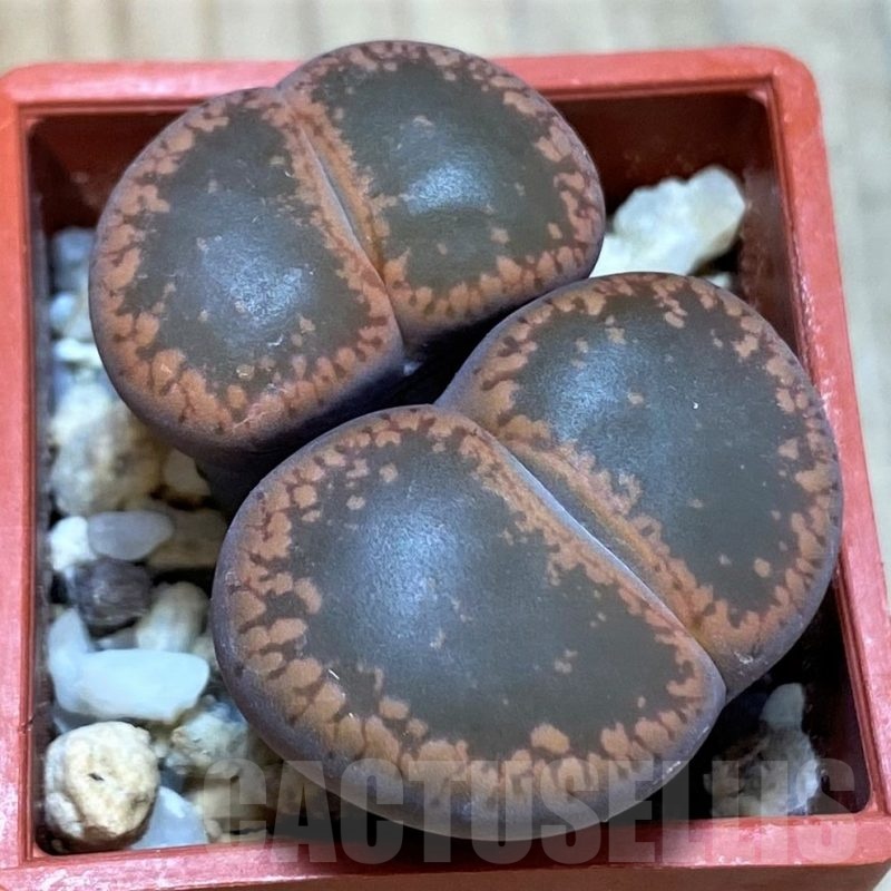 SH8168 Lithops aucampiae SH1748
