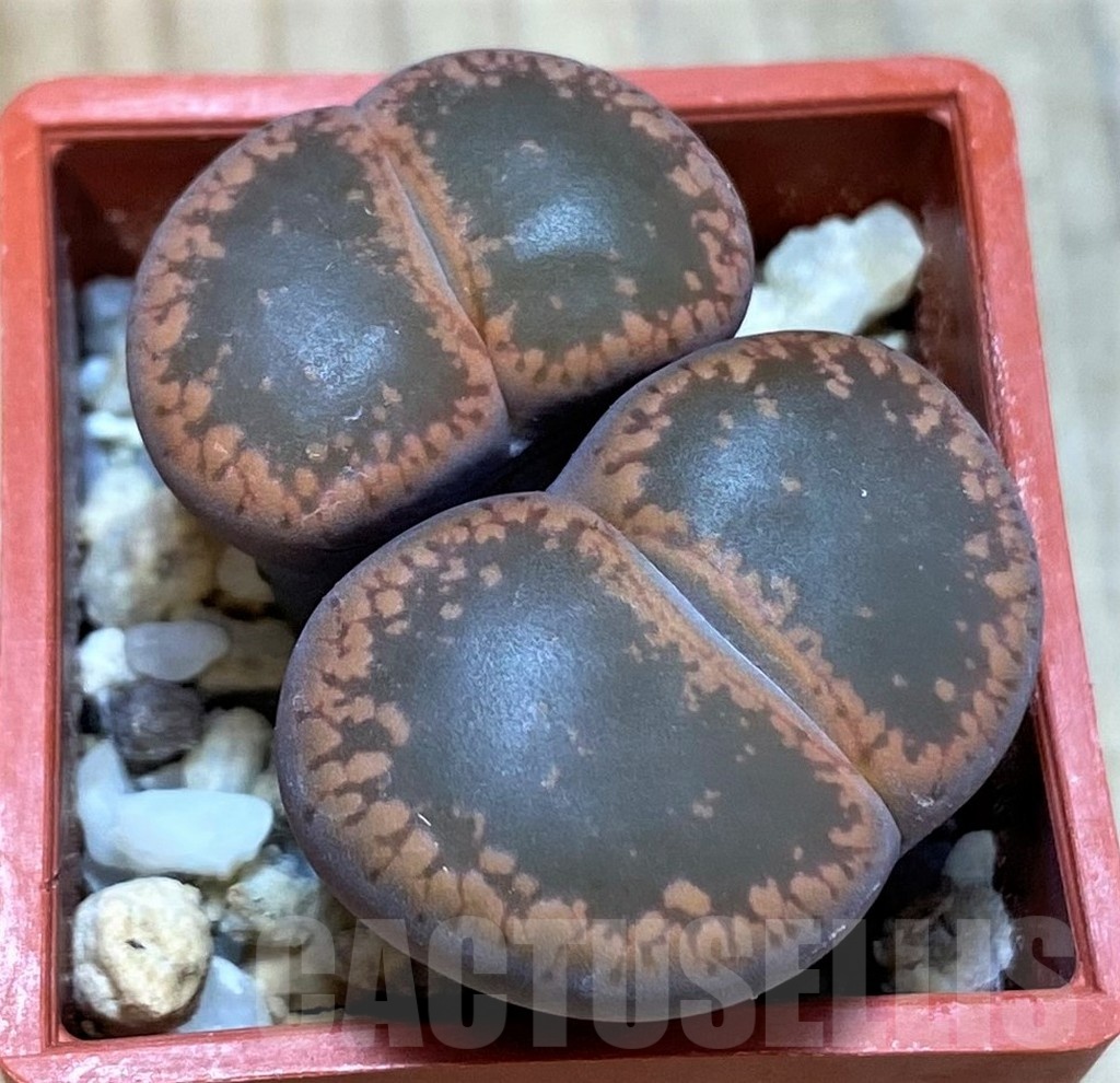 SH8168 Lithops aucampiae SH1748