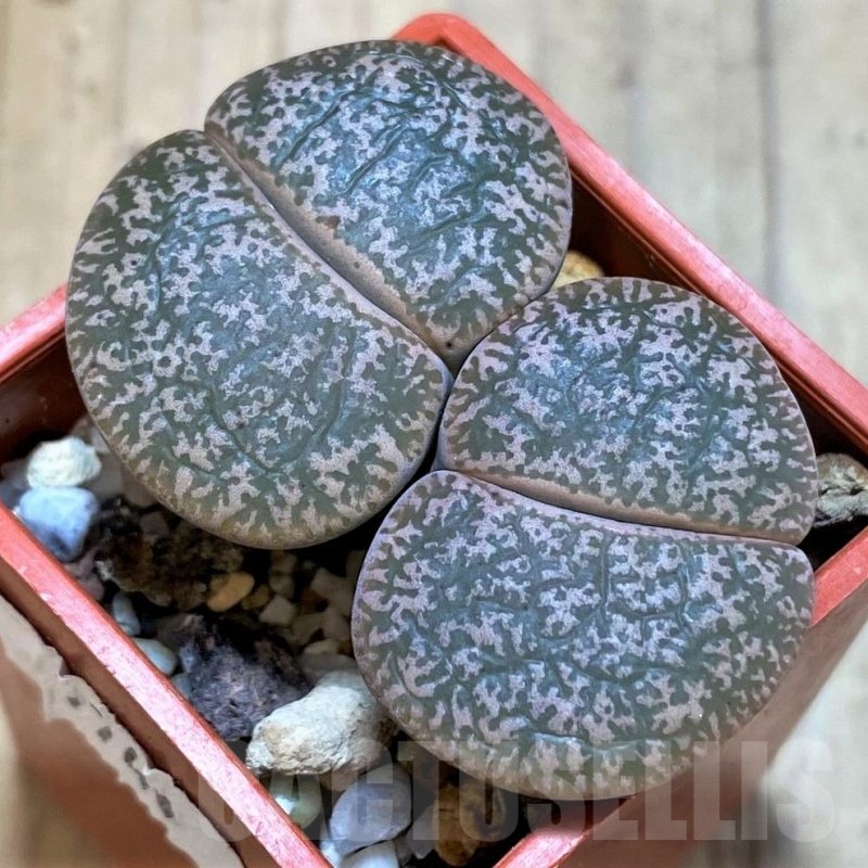 SH7740 Lithops lesliei ssp. lesliei v. lesliei C018