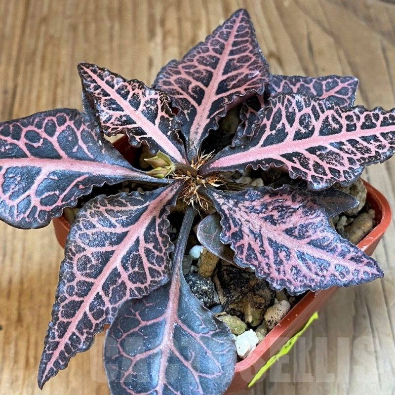 SH6261 Euphorbia francoisii hybrid