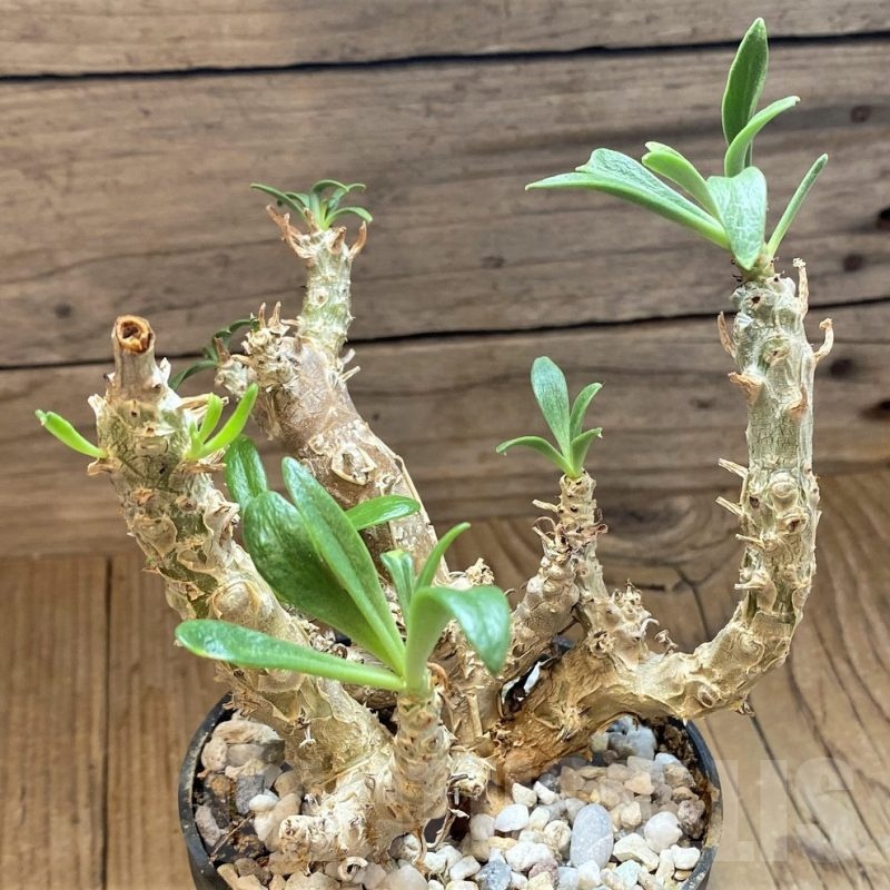 SH6386 Tylecodon grandiflorus