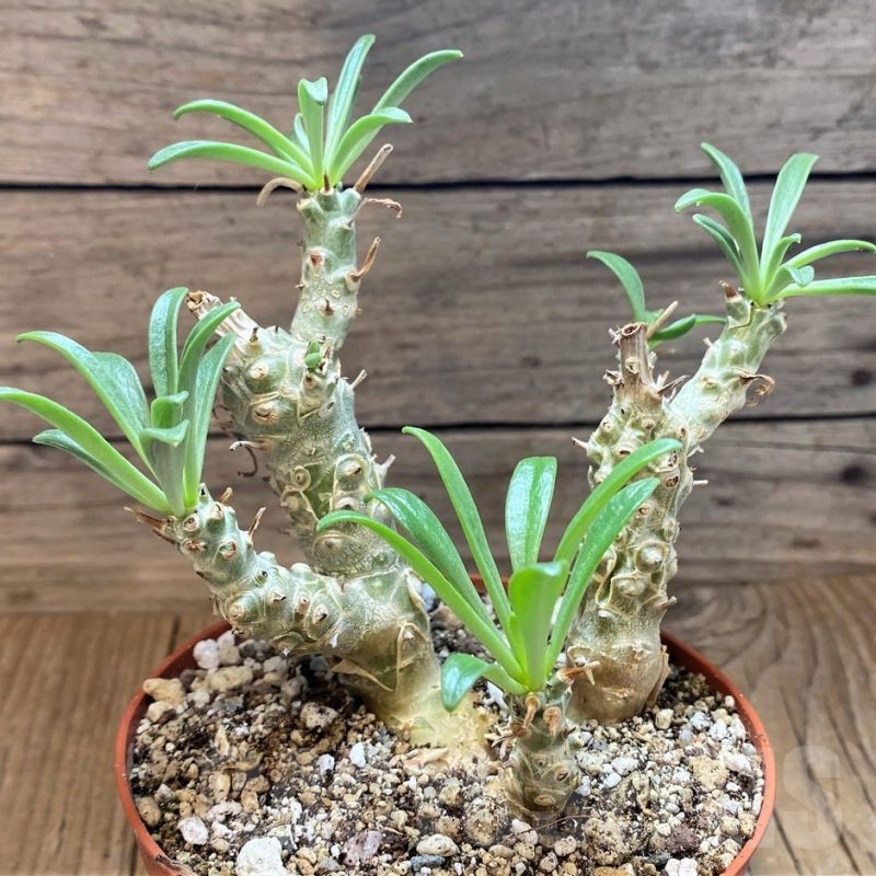 SH6387 Tylecodon grandiflorus