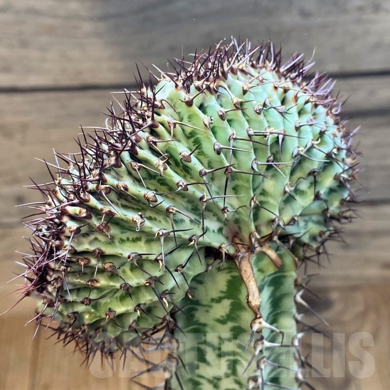 SH6111 Euphorbia confinalis f. cristata, grafted