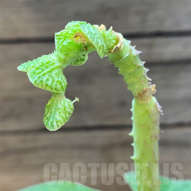 SH7891 Monadenium aff. goetzei