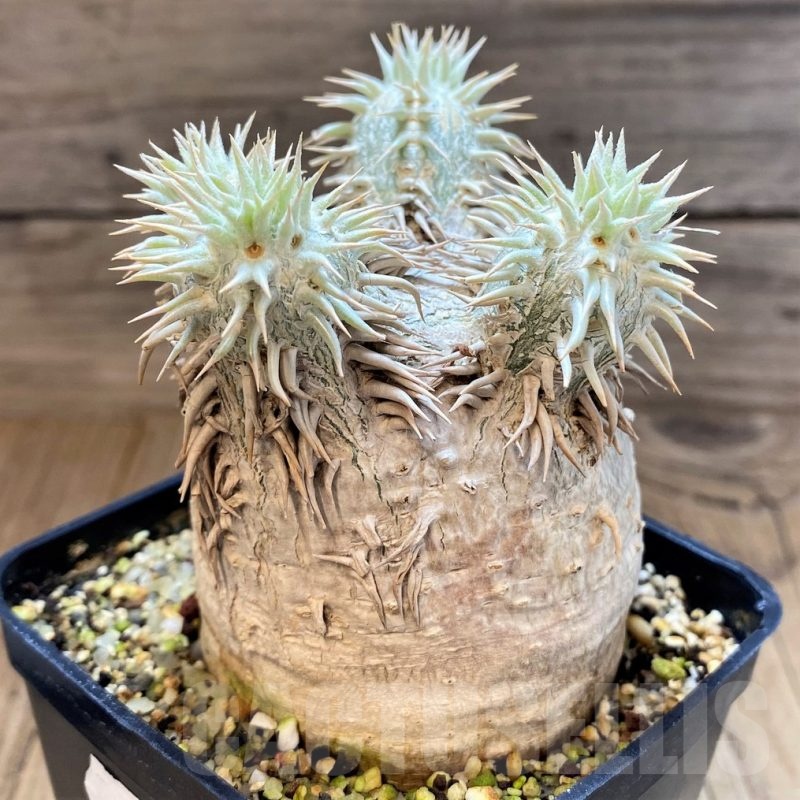 SH8447 Pachypodium eburneum -Madagascar-