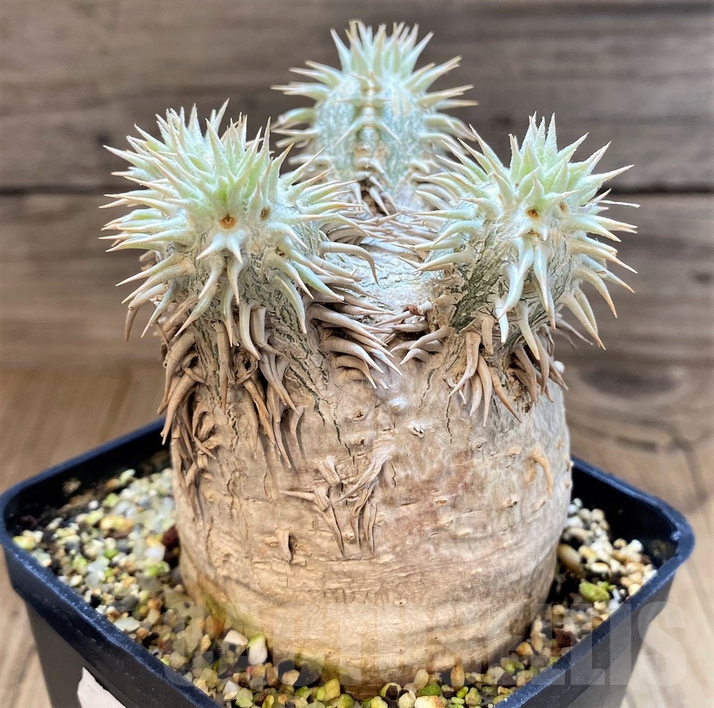 SH8447 Pachypodium eburneum -Madagascar-