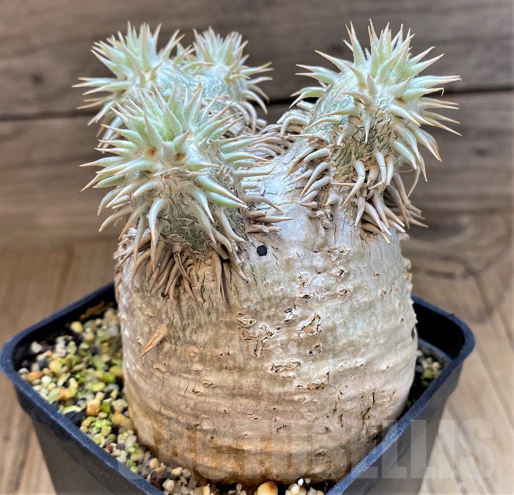 SH8447 Pachypodium eburneum -Madagascar- - Imagen 2