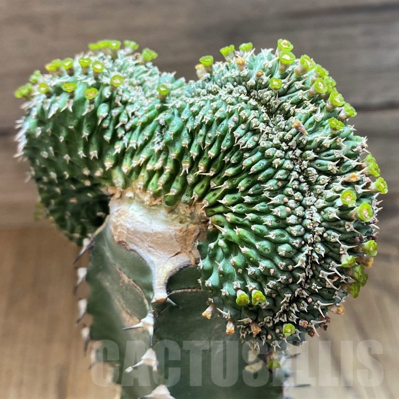 SH7422 Euphorbia phillipsioides f. cristata, grafted