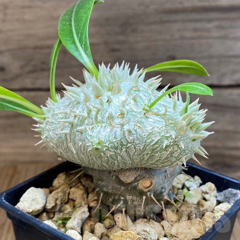 SH7537 Pachypodium brevicaule, grafted