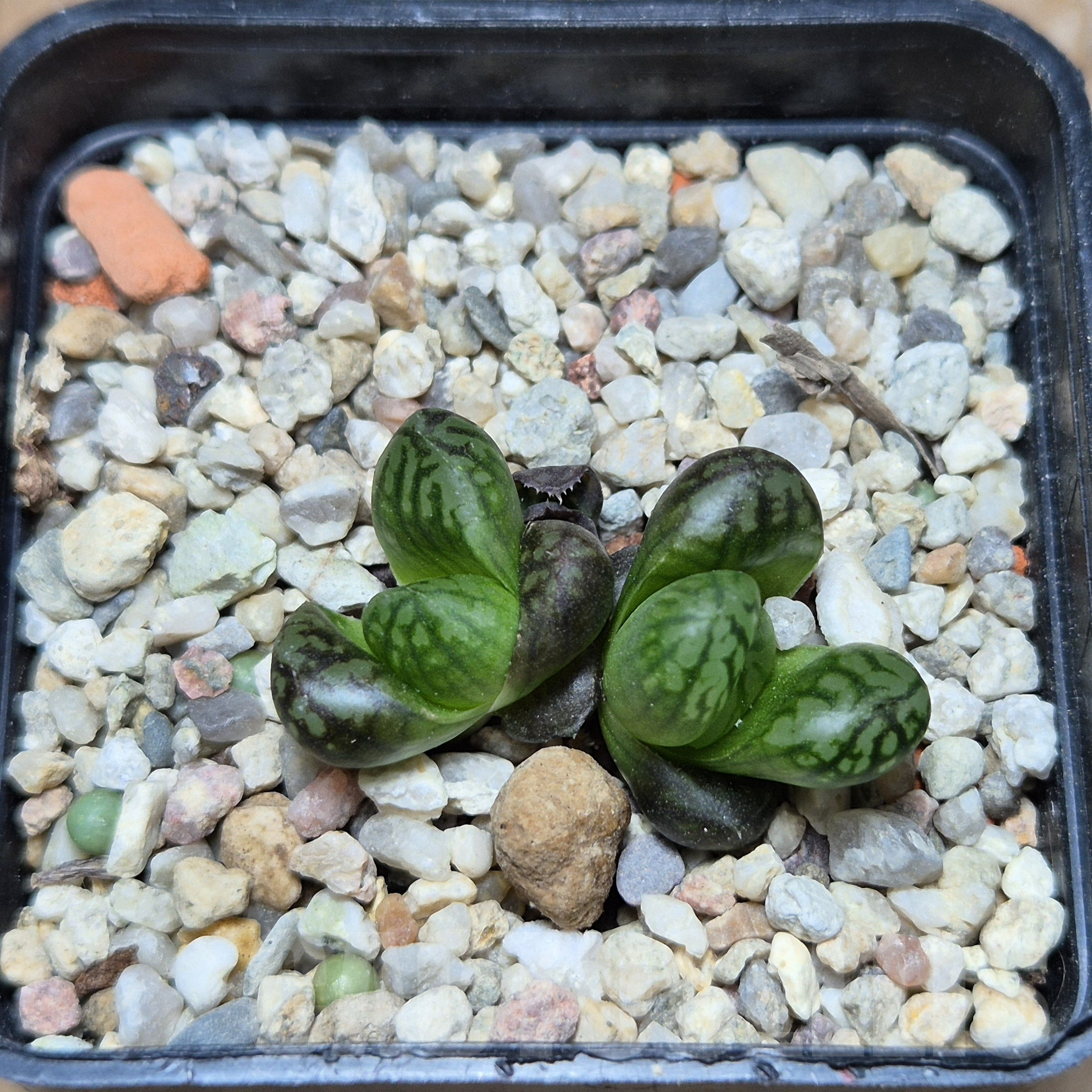 VVG6719 Haworthia obtusa hybrid -Japan- - immagine 3