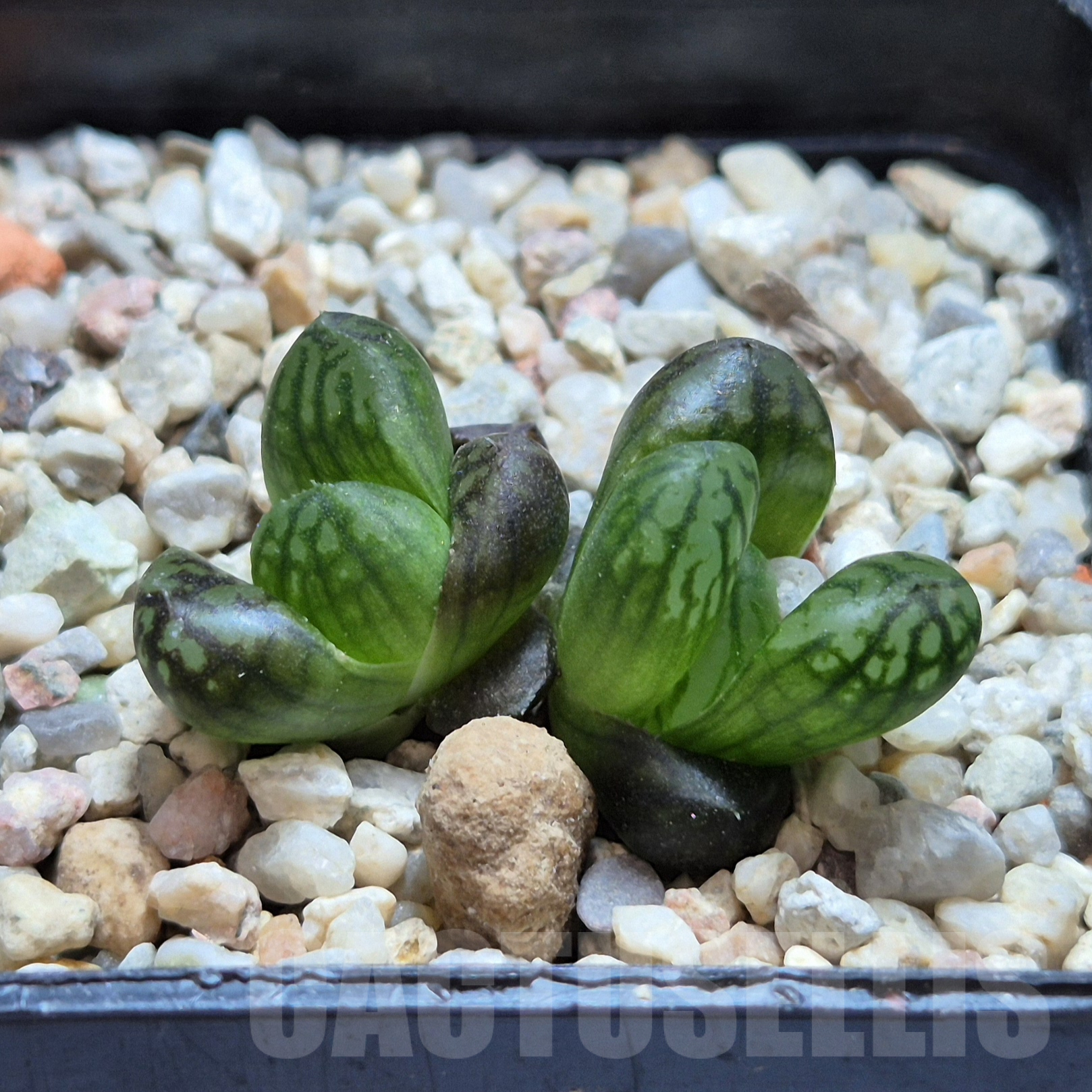 VVG6719 Haworthia obtusa hybrid -Japan- - immagine 2