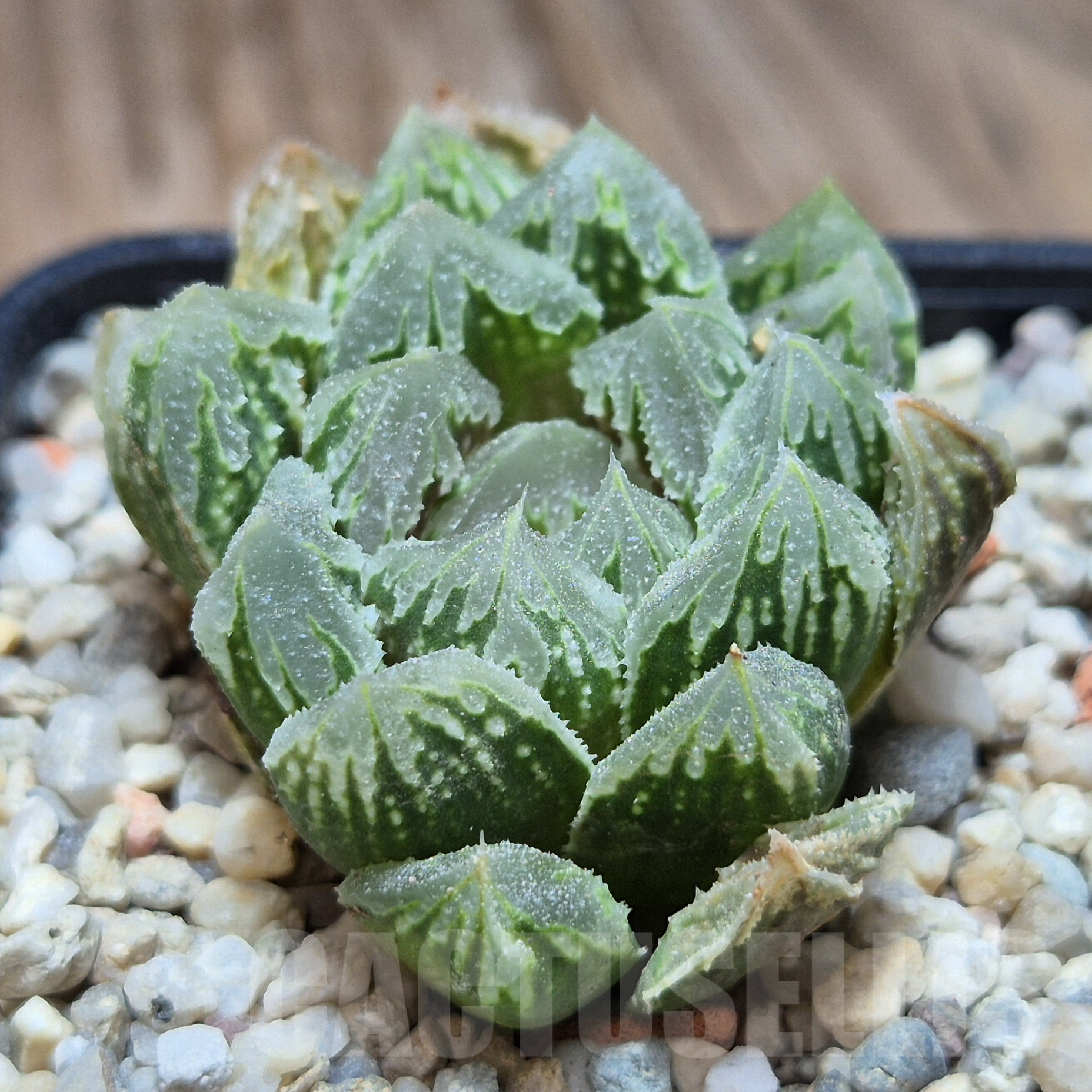 VVG6723 Haworthia 'Gorbi' x VVG30