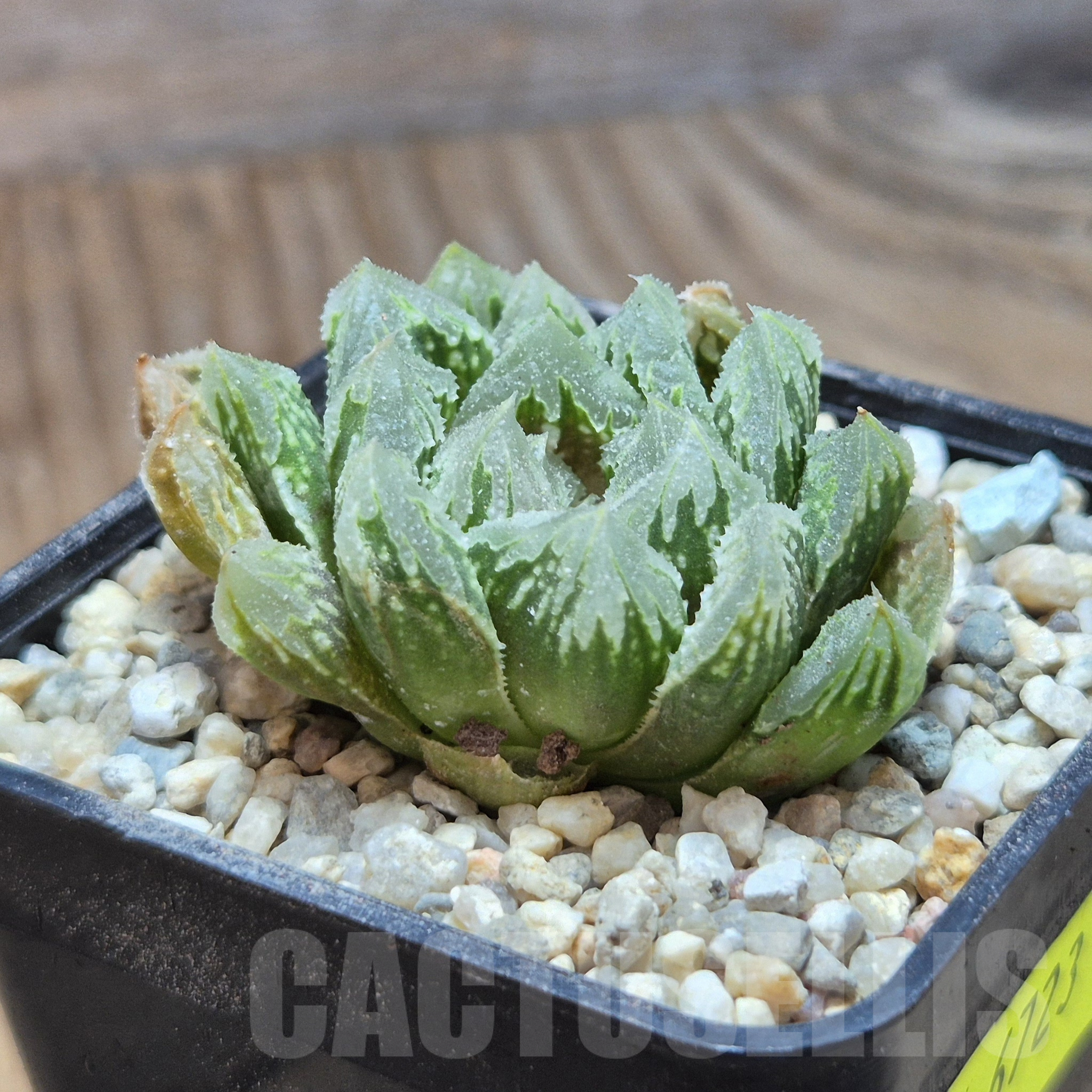 VVG6723 Haworthia 'Gorbi' x VVG30 - Image 2