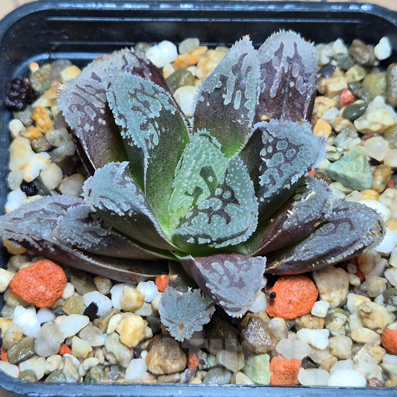VVG6725 Haworthia VVG1 x VVG12 x 'Kegazato'