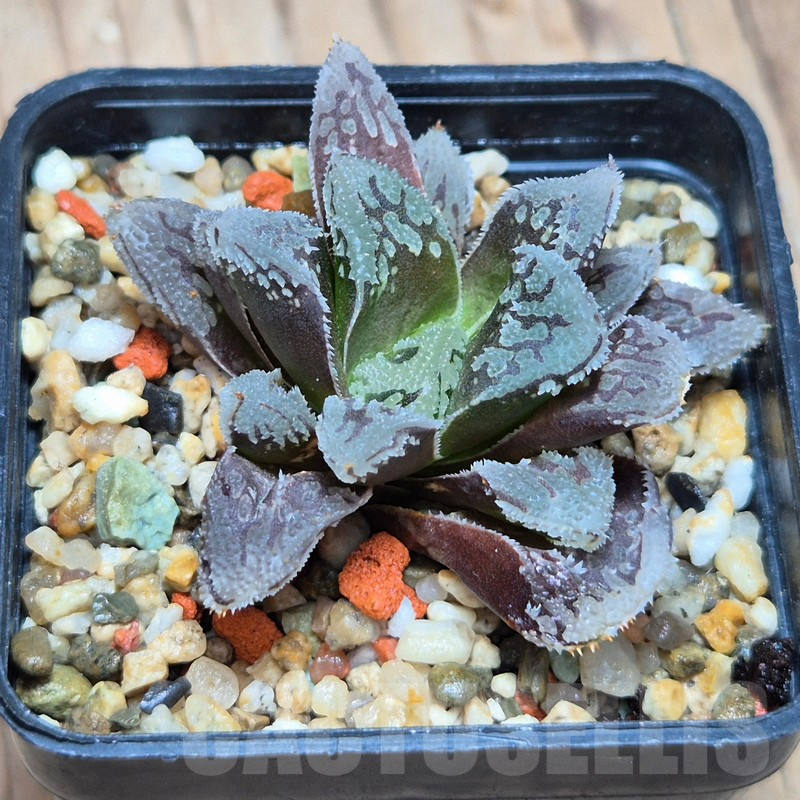 VVG6725 Haworthia VVG1 x VVG12 x 'Kegazato' - Image 2