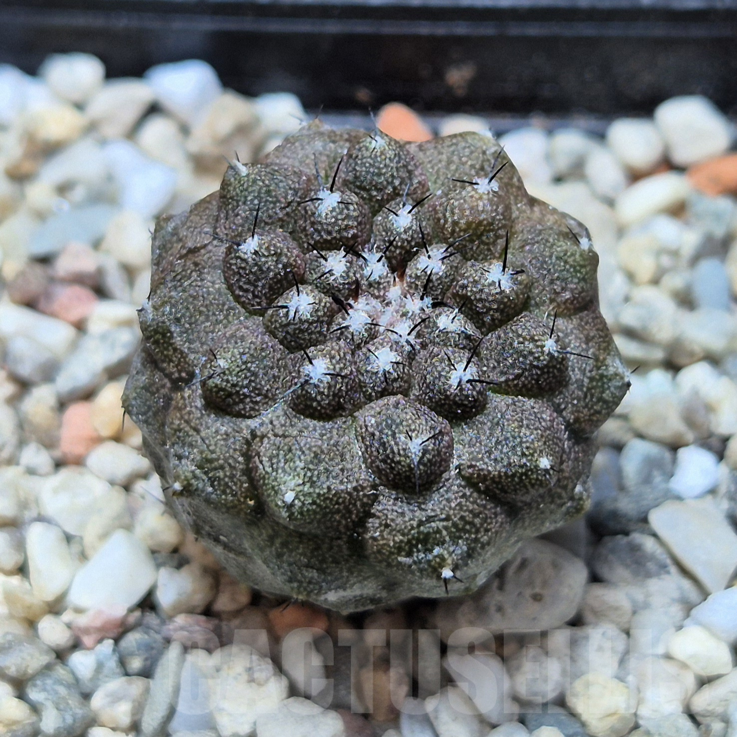 VVG6729 Copiapoa hypogea FR261 'Lizard Skin' -Khores- seedling