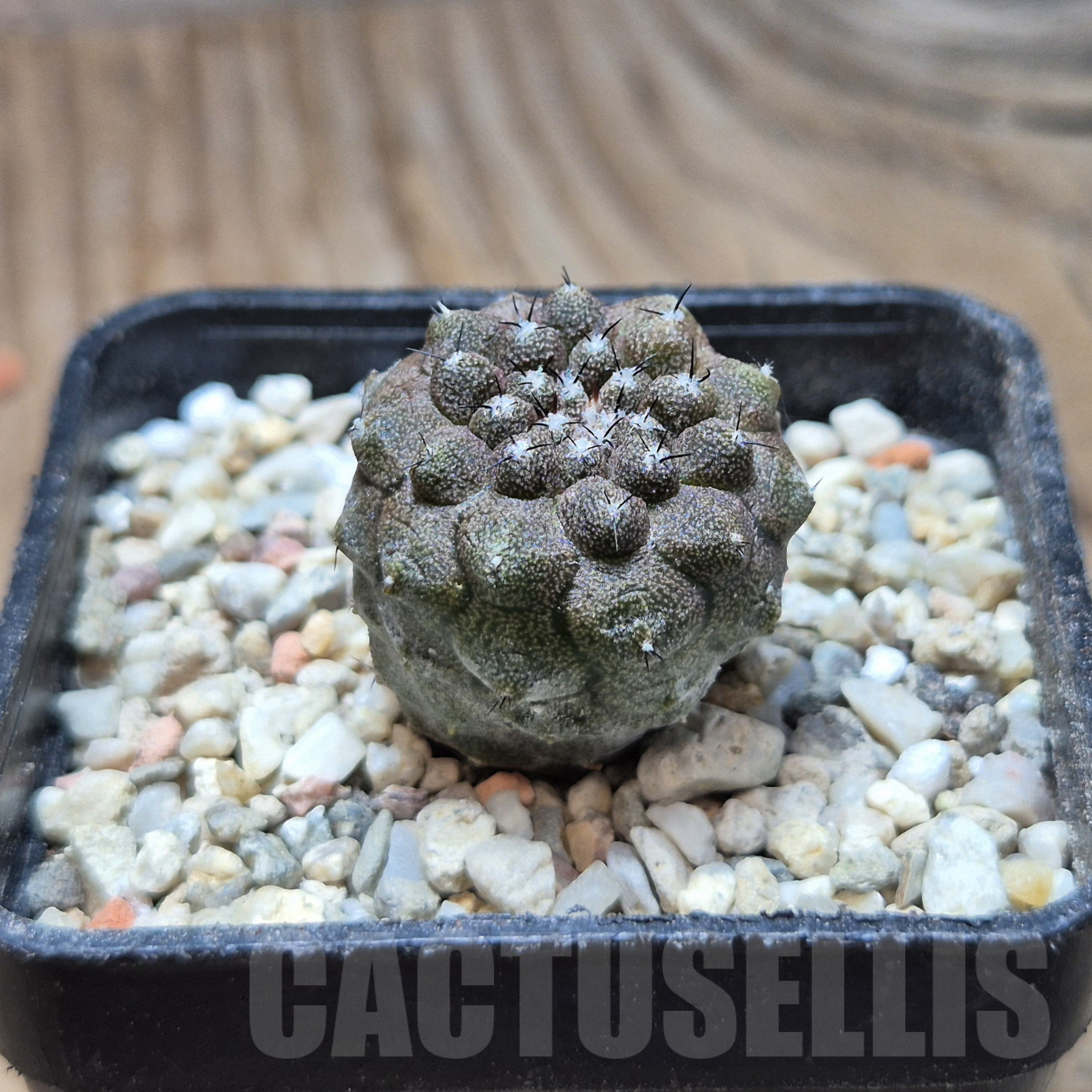 VVG6729 Copiapoa hypogea FR261 'Lizard Skin' -Khores- seedling - immagine 2