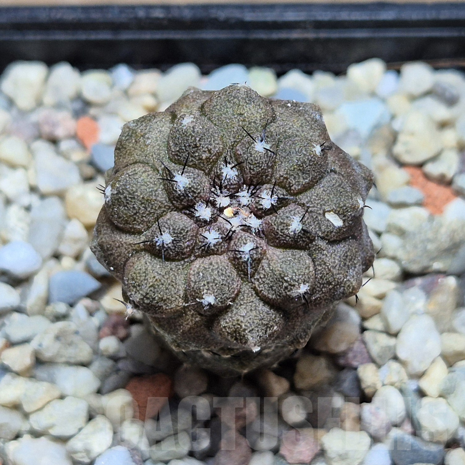 VVG6731 Copiapoa hypogea FR261 'Lizard Skin' -Khores- seedling