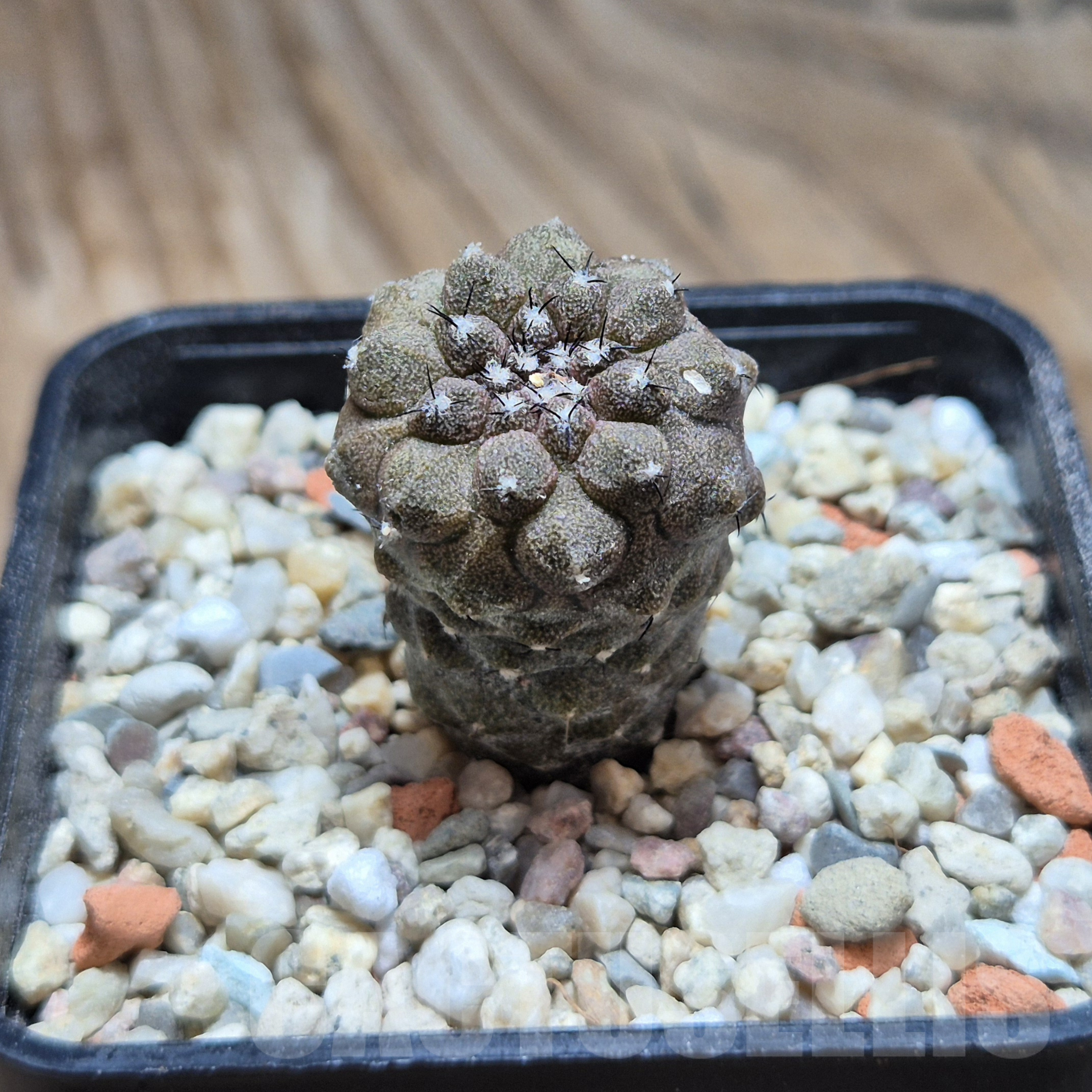 VVG6731 Copiapoa hypogea FR261 'Lizard Skin' -Khores- seedling - immagine 2