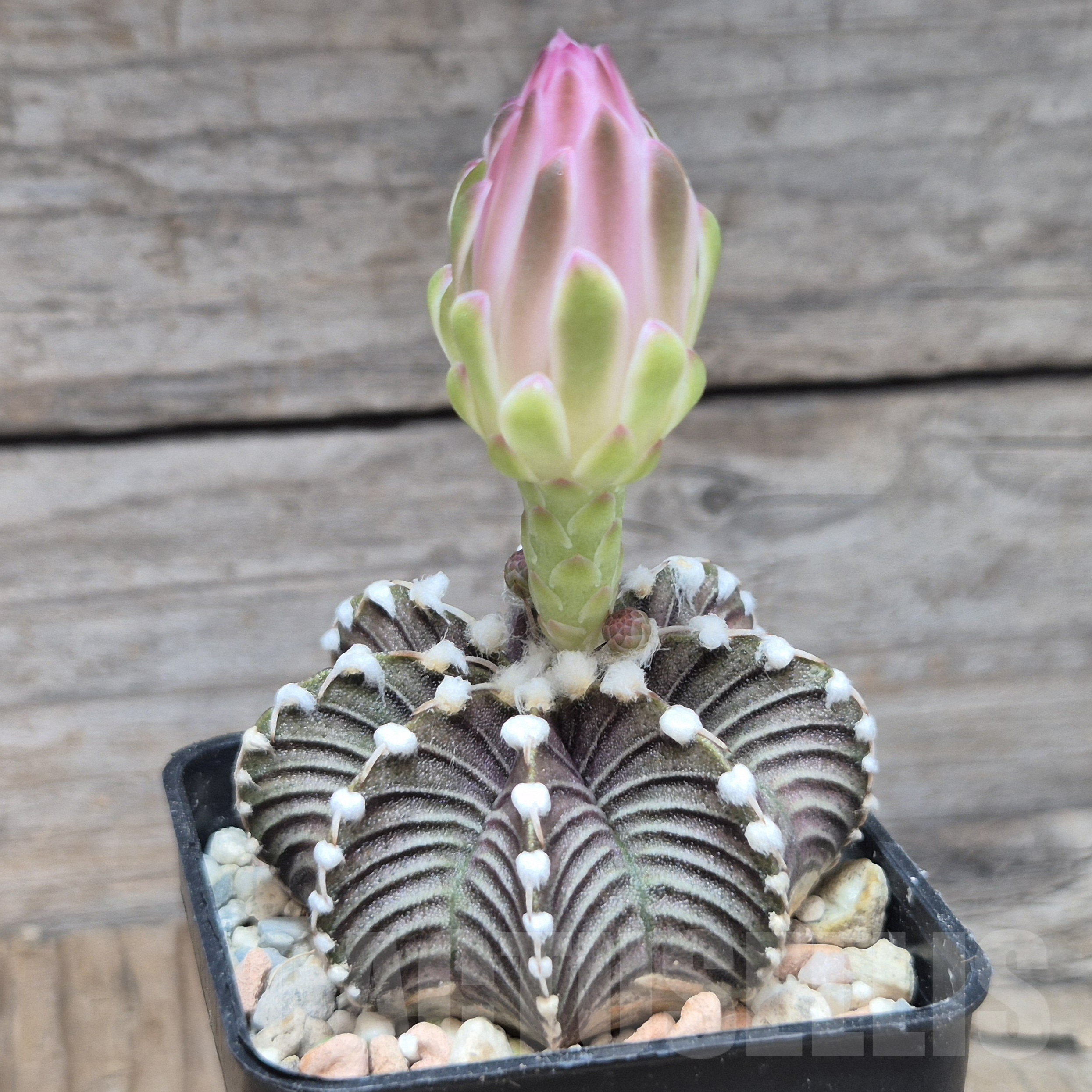 VVG6735 Gymnocalycium friedrichii VOS1241