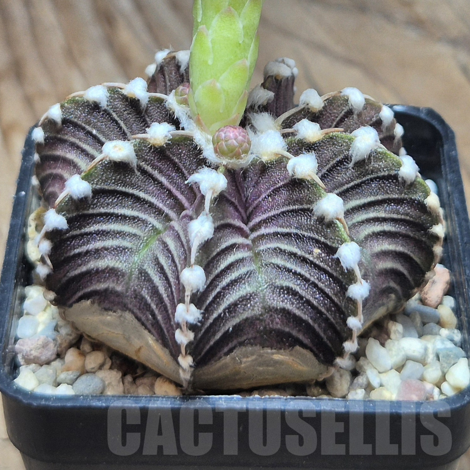 VVG6735 Gymnocalycium friedrichii VOS1241 - immagine 2