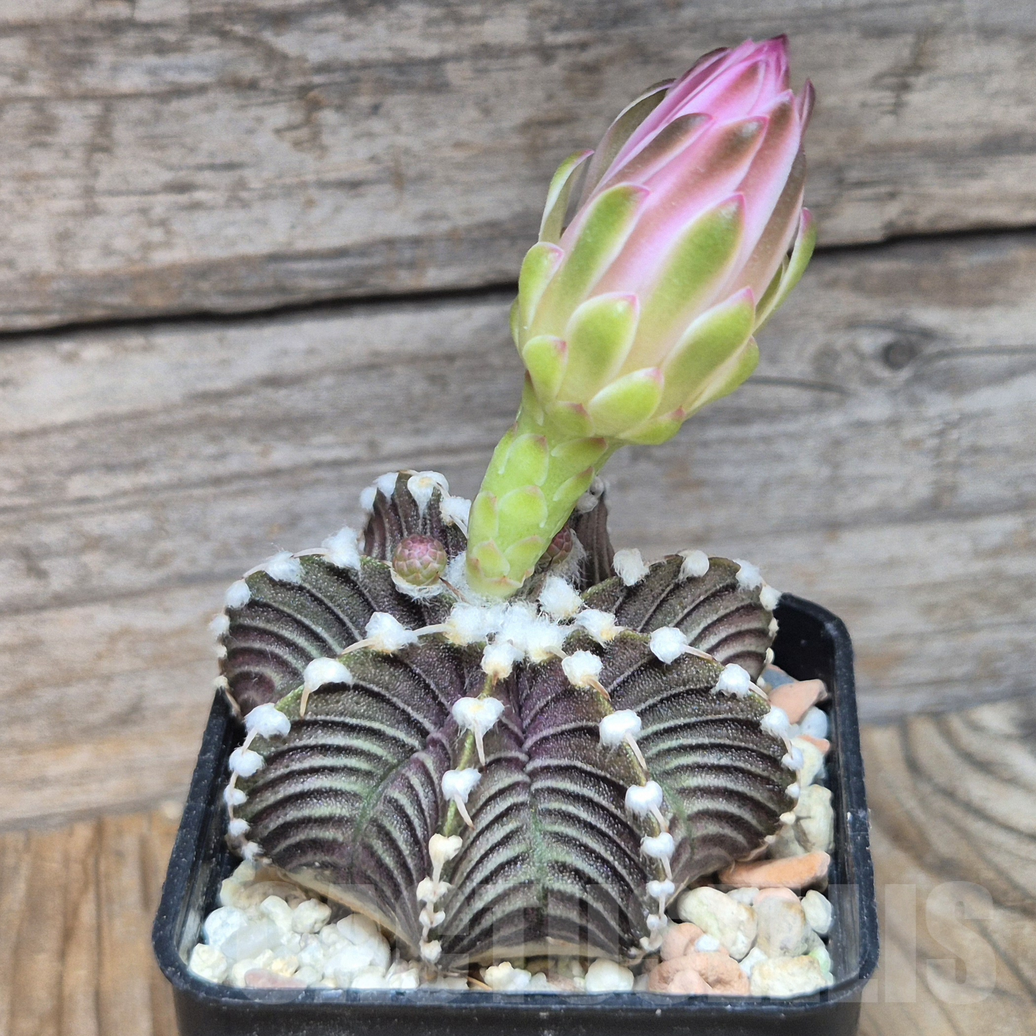 VVG6735 Gymnocalycium friedrichii VOS1241 - immagine 3