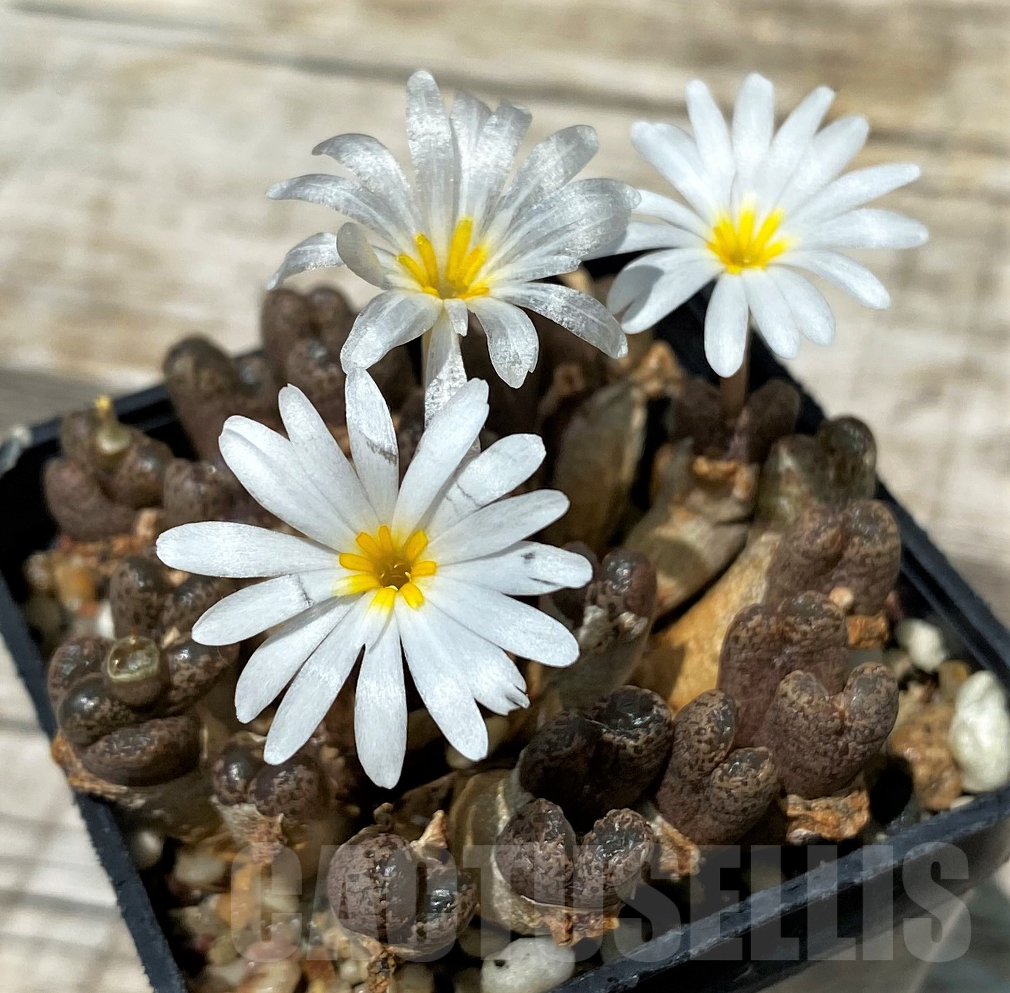 SH11417 Conophytum pellucidum